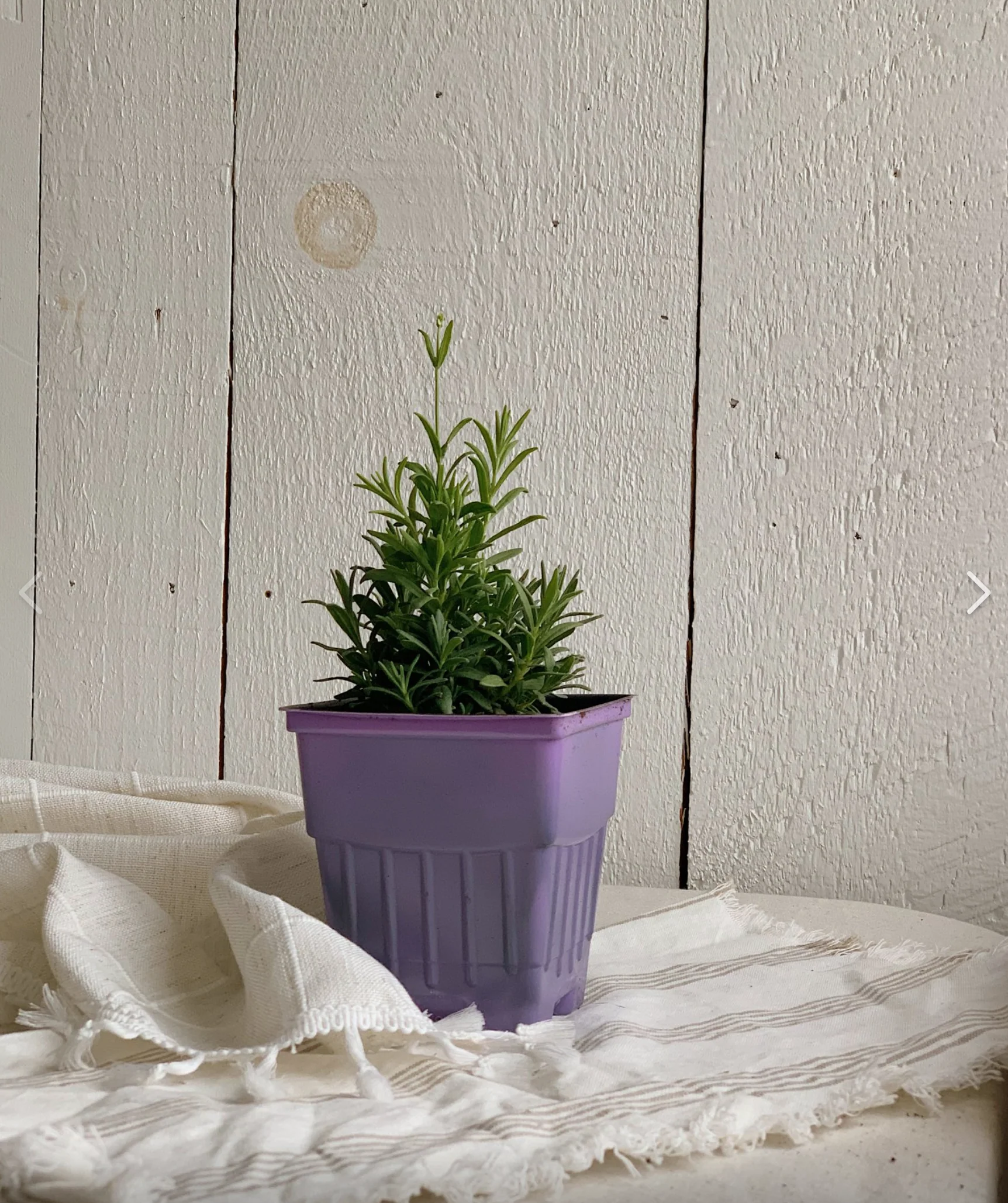 Plant de lavande - Image 2